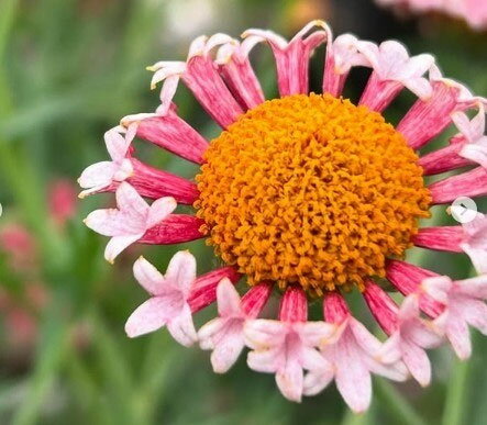 マーガレット：サクラベール ランラン4号鉢植え