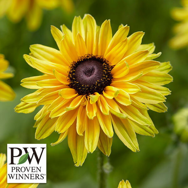 草花の苗/ルドベキア：アーバンサファリ　サハライエロー4号ポットのサムネイル