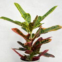 観葉植物/クロトン:sp.(ホコ葉系) 4号鉢植え