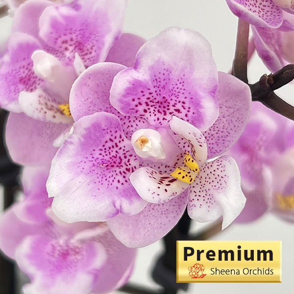 ミディコチョウラン：ダイヤモンドサクラ1-2本立ち 2.5号陶器鉢植え