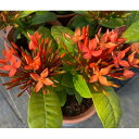 (わけあり特価)サンタンカ:チャームオレンジ4号鉢植え