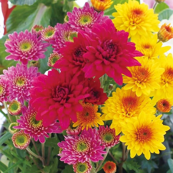 楽天市場】菊（花の苗物｜苗物）：ガーデニング・農業<花・ガーデン