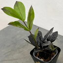 観葉植物/ザミオクルカス:レイヴン 3.5号鉢カバー(ネオプット)付