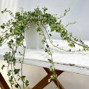 草花の苗/ヘデラ(アイビー):天使のいたずら5号鉢植え