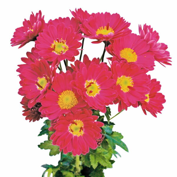 草花の苗/（わけあり特価）キク：お正月カラフル小菊 かるた（赤系）3号ポット