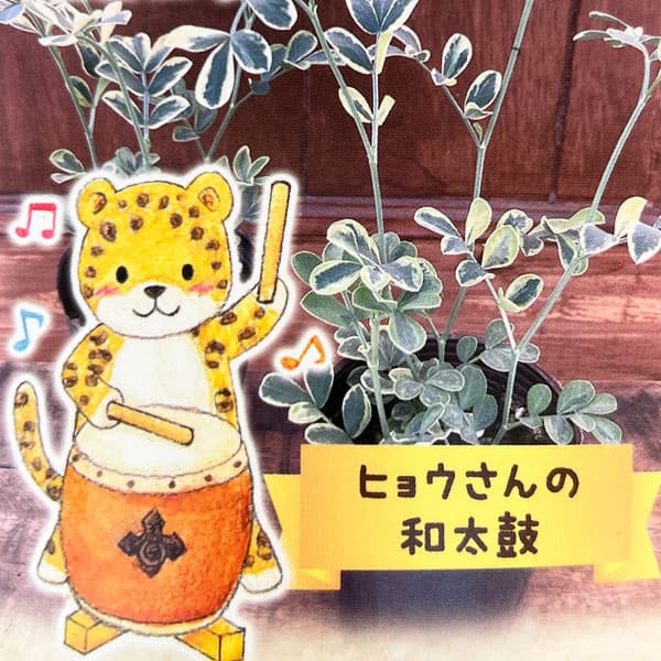 草花の苗/コロニラ：ヒョウさんの和太鼓（バレンティナバリエガータ）2.5号ロングポット