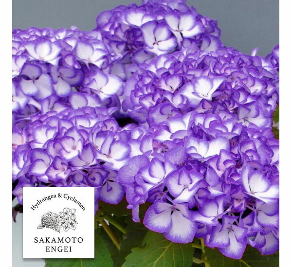 花木 庭木の苗/アジサイ：ジャパーニュ ミカコ（ブルー）3.5号ポット