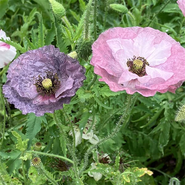 楽天市場】アメージング グレイ 苗の通販