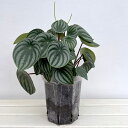 観葉植物/ぺぺロミア :サンデルシー 5号ネガミエル植え