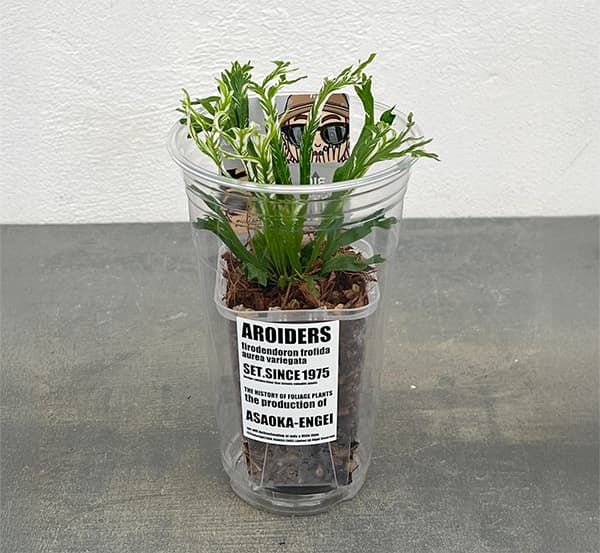 観葉植物/アスプレニウム：ニダス　バリエガータ　2.5号プラコレ（プラカップ入り）
