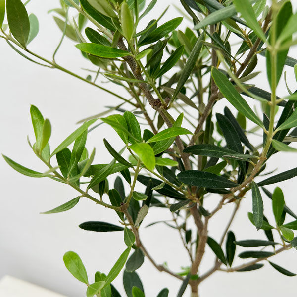 花木 庭木の苗/オリーブ：ネバティロブランコ 5号ポット**