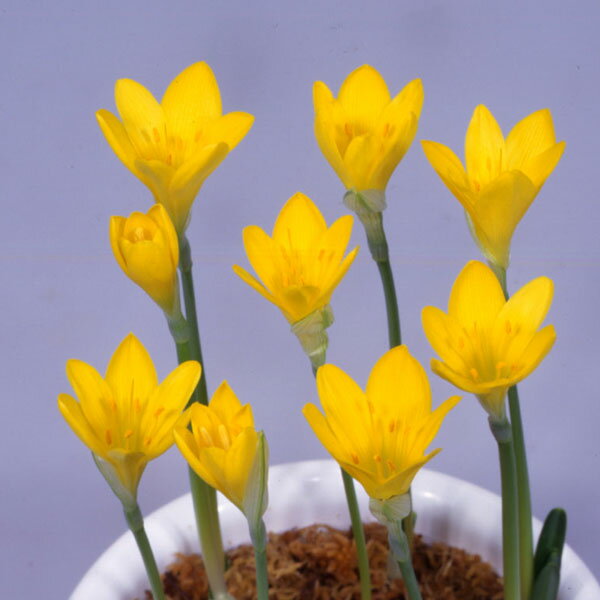 球根/ステルンベルギア：20球セット