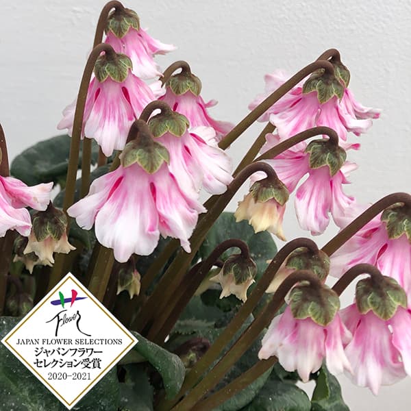 シクラメン：大内園芸さんの天使のはね バイカラー系4号鉢植えのサムネイル