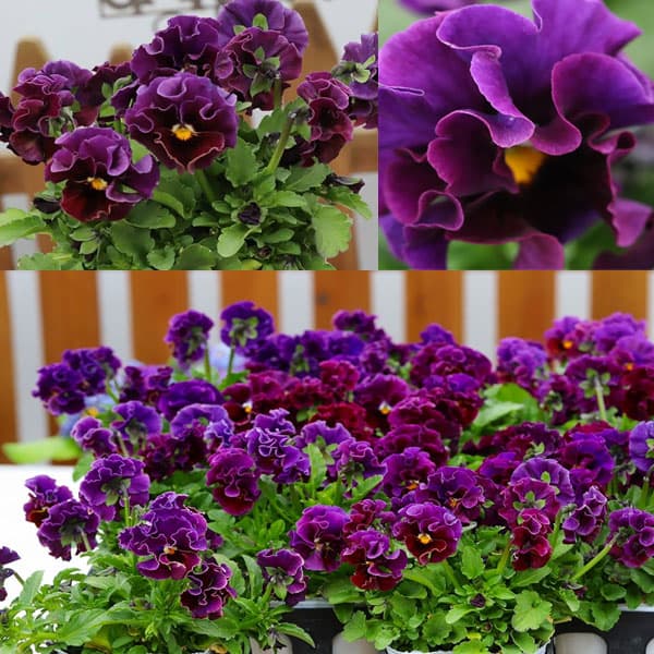 草花の苗/春待ちビオラ MSKガーデン小輪バタフライフリンジビオラ：エンジェルウィング パープル3号ポット