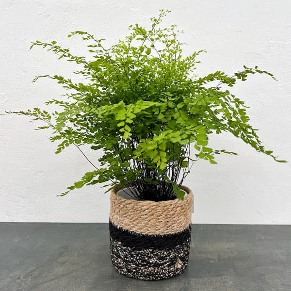 観葉植物/アジアンタム：フラグランス5号鉢植え／ジュートポット入り