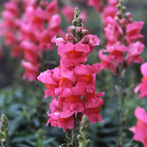 キンギョソウ ソネット 苗の商品画像