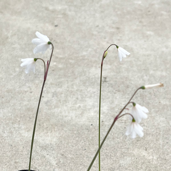 リューコジューム2.5号ポット