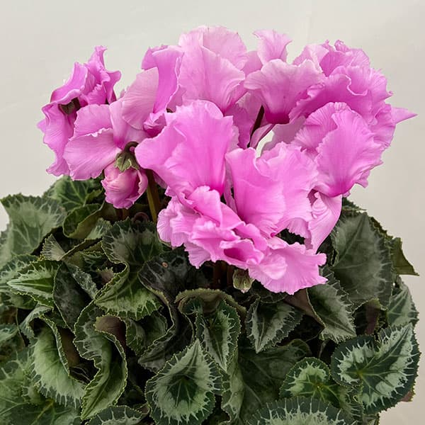 シクラメン：あげは ライトローズ5号鉢植え