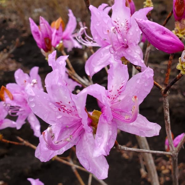 花木 庭木の苗/ツツジ：ハヤトミツバツツジ樹高40〜50cm根巻き