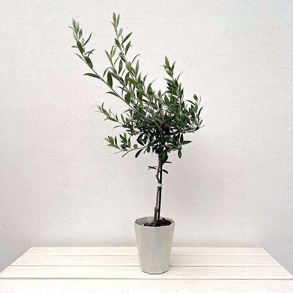  ڤ/꡼֡ޥ󥶥˥ ɻΩ4.5ݥå