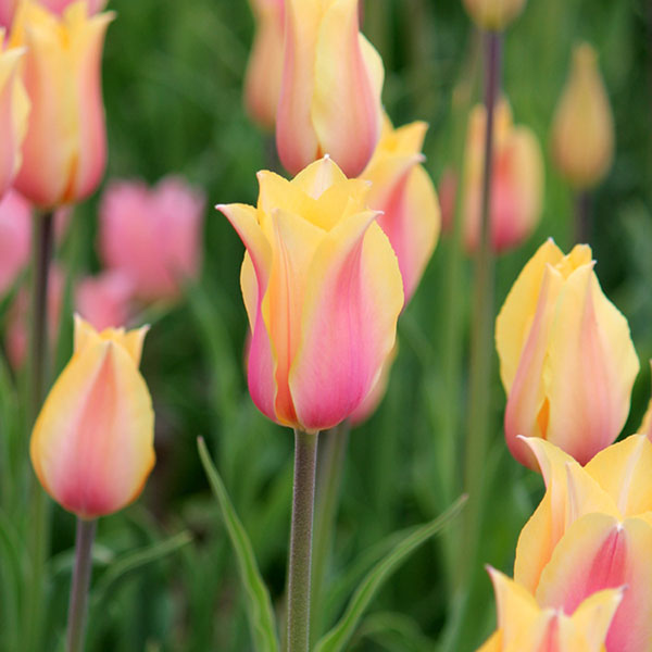 球根/チューリップ：ブラッシングレディ 10球セット