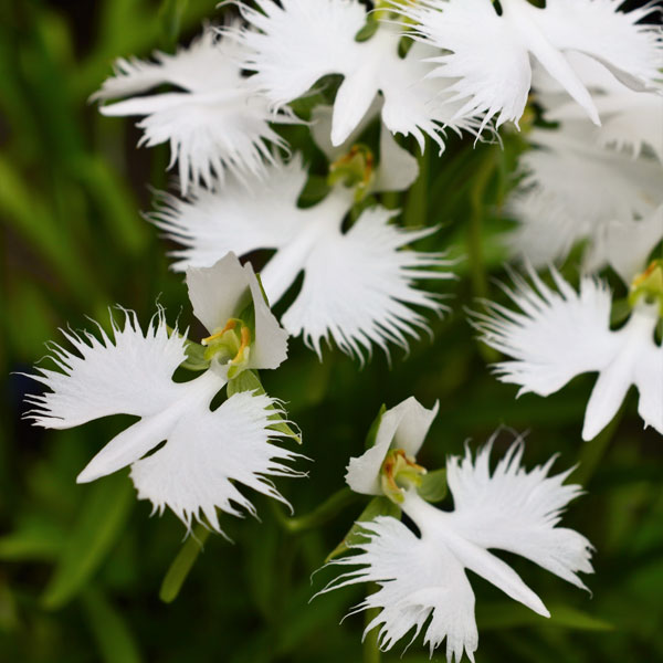 山野草の苗/サギソウ（鷺草）：青葉（中球〜大球選別3球植え）3号ポット