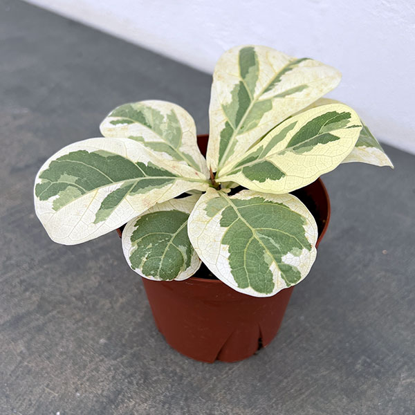 観葉植物/カシワバゴム：イボンヌ3...