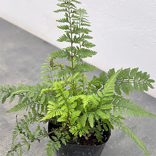 観葉植物/シダ：アシリウム　ピーターレース　3号ポット