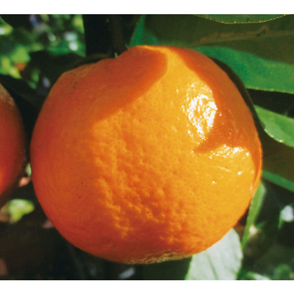 果樹の苗/温州みかん：寿太郎4号ロングポット