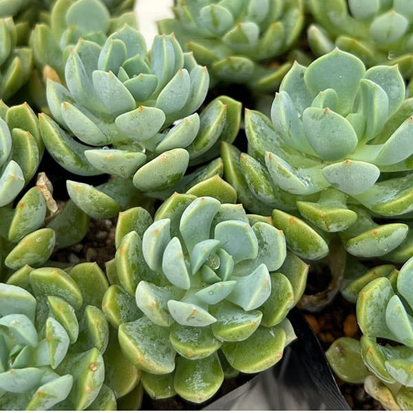 観葉植物/セデベリア：スプリングジェイド 3号ポット