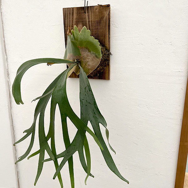 観葉植物/ビカクシダ：ウィリンキー...