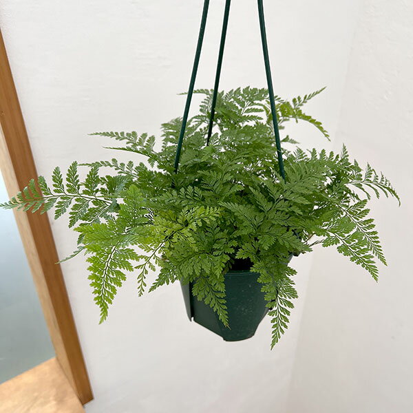 観葉植物/ダバリア：トリコマノイデス 5号吊り鉢