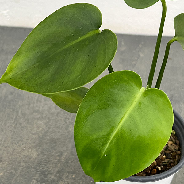 観葉植物/モンステラ：デリシオサ タウエリ 3号ポット