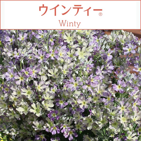 サクラソウ：ウインティーブルーピコティ5号鉢植え