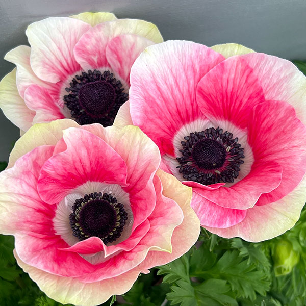 楽天市場】アネモネ ミストラル 球根の通販