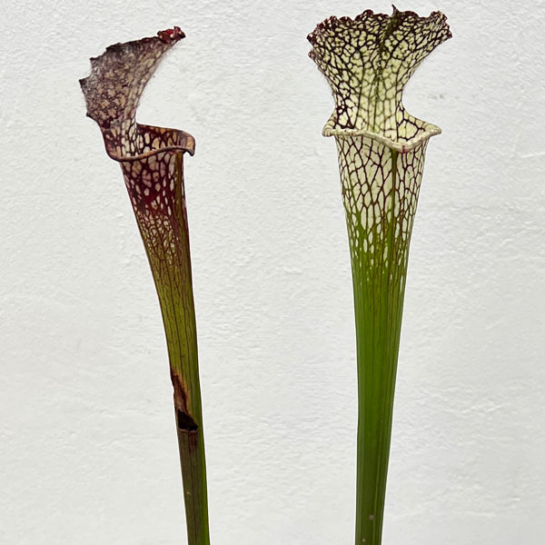 観葉植物/[棚卸セール]サラセニア：レウコフィラ 一正園 3号ポット