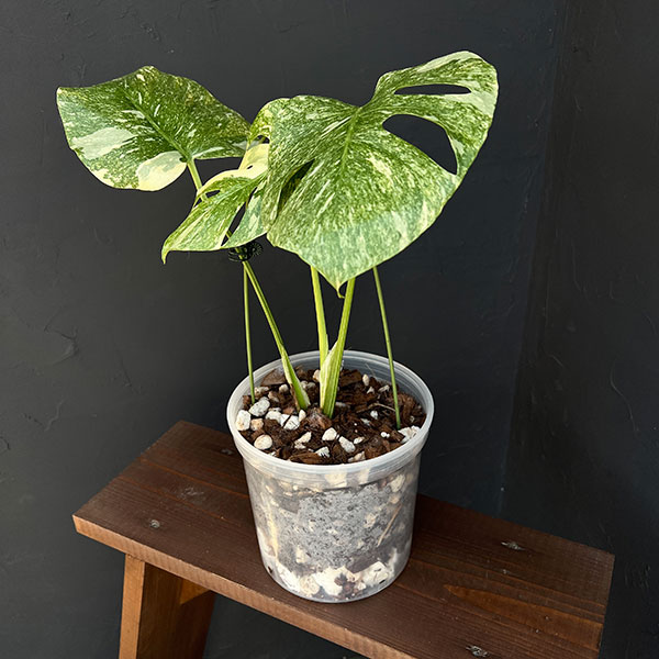 観葉植物/モンステラ：デリシオーサ レガシー 5号25-03