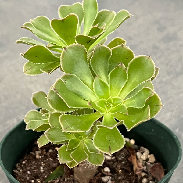 観葉植物/サンシモン：カナリエンシス（緑）3号ポット