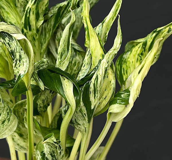 観葉植物/ポトス：テルノラブソング 3号ポット...