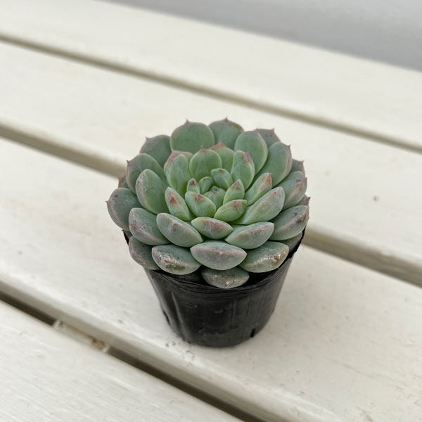 楽天市場】seven fairy セブンフェアリーの通販