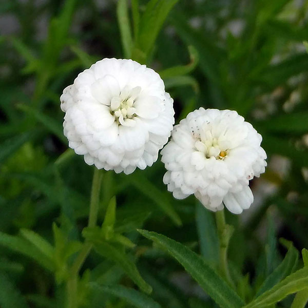 草花の苗/（わけあり特価）アキレア：ピーターコットンテイル4.5号ポット