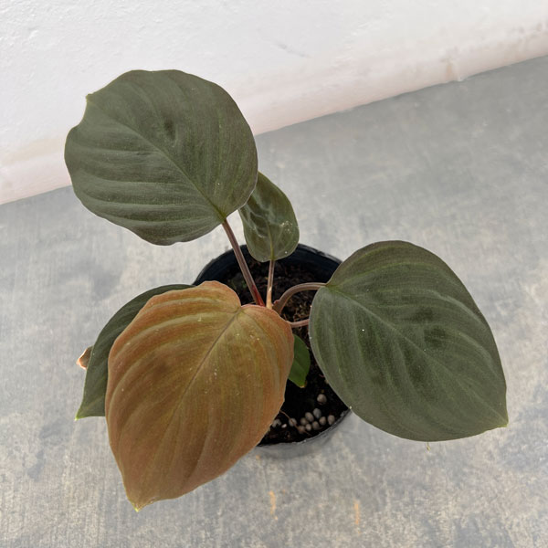 楽天市場】ホマロメナ（花・観葉植物｜花・ガーデン・DIY）の通販