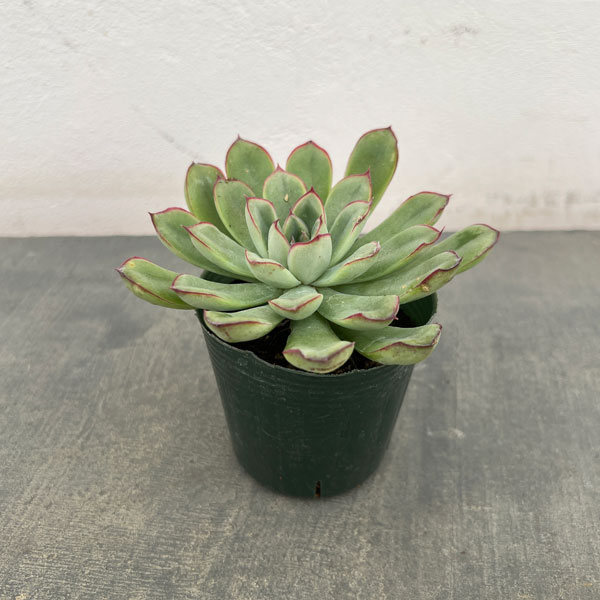 観葉植物/エケベリア：ペルシダ 2.5号ポット*