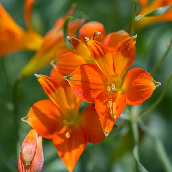 球根/アルストロメリア：リグツ スイートオレンジ1球