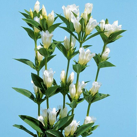 山野草の苗/高性リンドウ：白花3号ロングポット