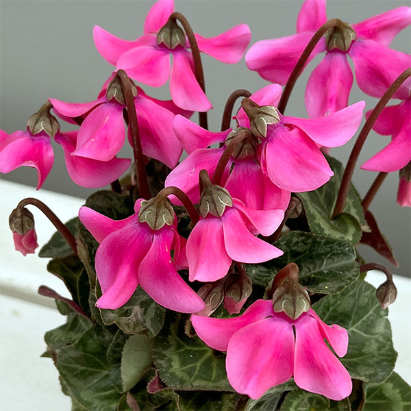 草花の苗/シクラメン：ペチコート ピンク3号ポット（北海道産充実株）