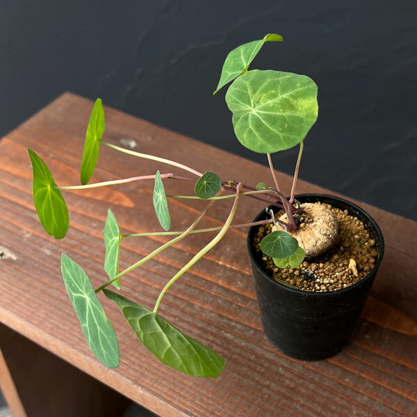 楽天市場】ステファニ ア エレクタの通販