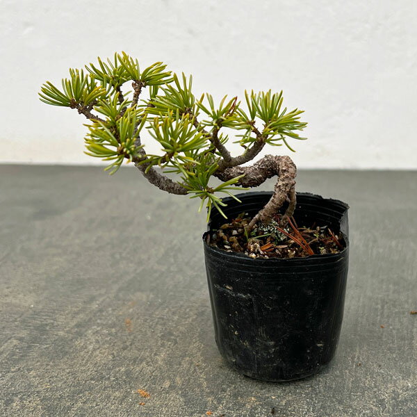 楽天市場】五葉松瑞祥の通販