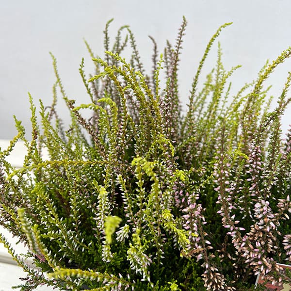 草花の苗/[送料無料]（わけあり特価）カルーナ：ガーデンガールズ・ライトピンク系3号ポット 12株セット