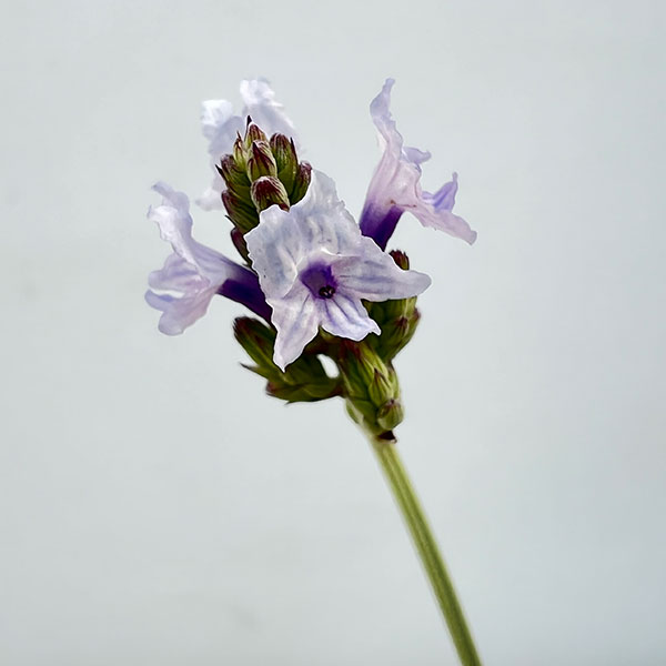 ハーブの苗/[送料無料]レースラベ...